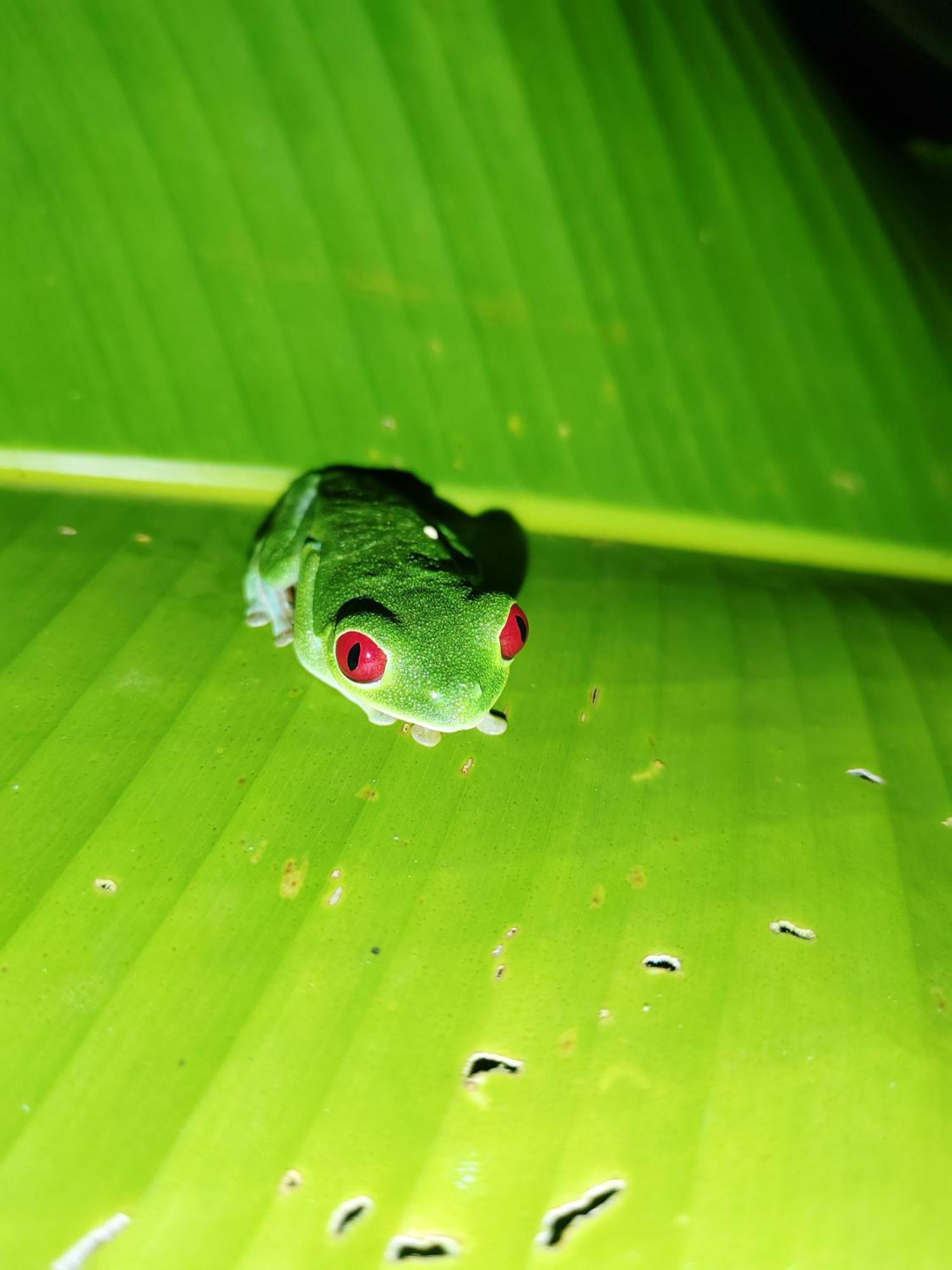 Garden Of Heliconias Lodge Drake Bay ภายนอก รูปภาพ